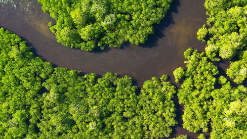 Mangrove trees in the water on a tropical island. an ecosystem in the philippines, a mangrove forest