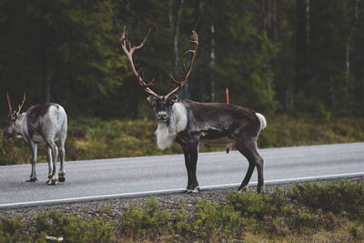 Deer standing in forest