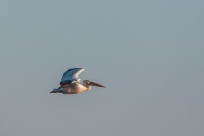 Low angle view of seagull flying in sky