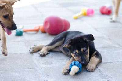 Close-up of puppy