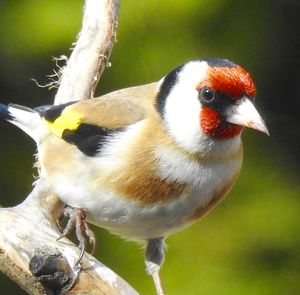 Close-up of bird perching outdoors