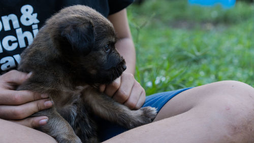 Close-up of hand holding dog