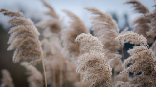 Close-up of fresh leaves