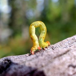 Close-up of lizard on rock