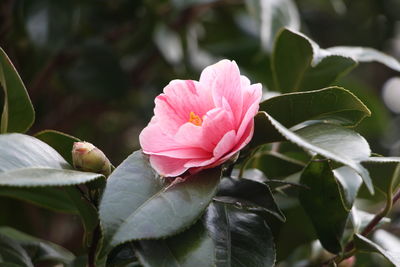 Close-up of pink flower