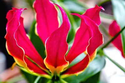 Close-up of flower blooming outdoors