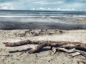 Driftwood on beach against sky