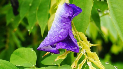 Close-up of wet purple flower