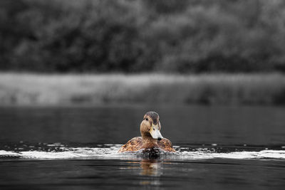 Close-up of dog swimming in lake