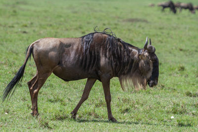 Single wildebeest in a green field. 