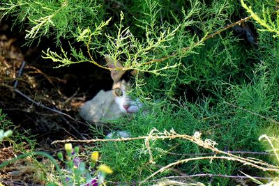 View of cat on field
