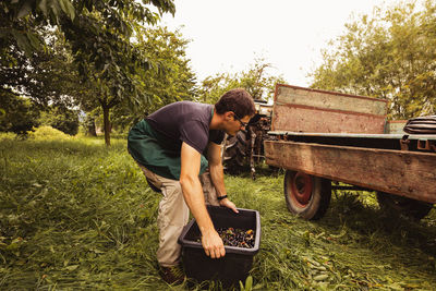 Man putting a box with cherries on trailer during harvest in orchard