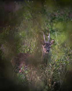 Deer in a forest