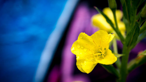 Close-up of yellow flower blooming outdoors