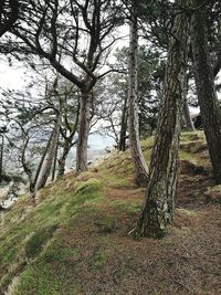 Trees growing in forest