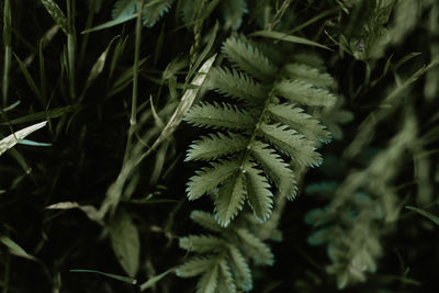 plant