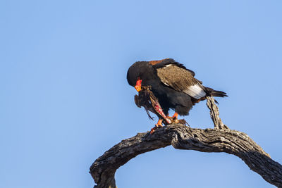 Low angle view of bird perching on branch against sky