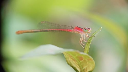 Close-up of insect on leaf