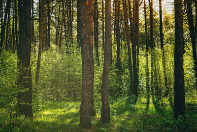 Trees in forest