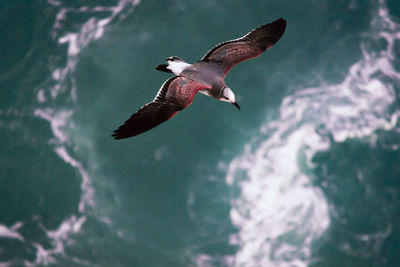 Seagull flying in the sea