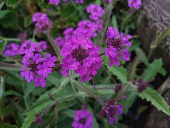 Close-up of flowers blooming outdoors