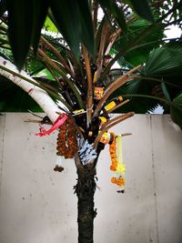 Close-up of fruits on tree