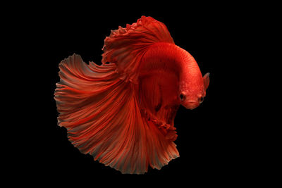 Close-up of siamese fighting fish against black background