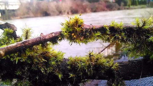 View of trees in forest