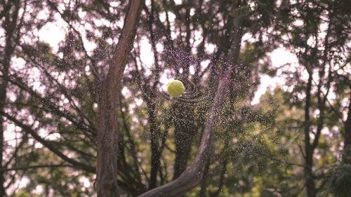 Low angle view of wet ball splashing water while spinning against trees