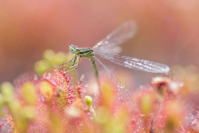 Close-up of insect on flower