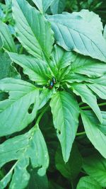 High angle view of insect on plant