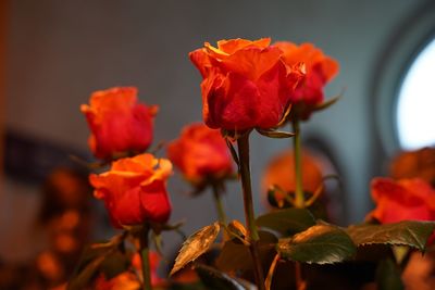 Close-up of red rose flowers