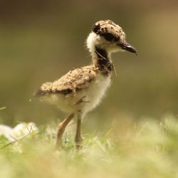 Close-up of bird on grass