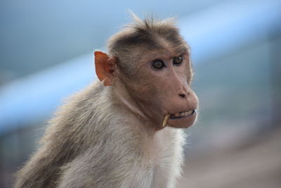 Close-up of monkey