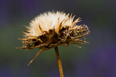 Close-up of dried plant