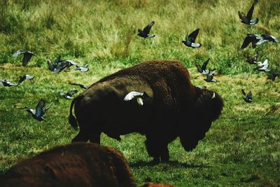 Flock of sheep grazing on field