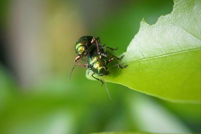 Close-up of ant on leaf