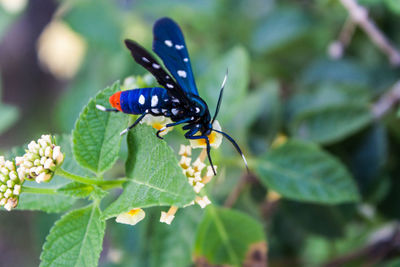 Close-up of butterfly on leaf