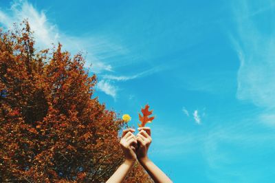 Close-up of hand holding flower tree against blue sky