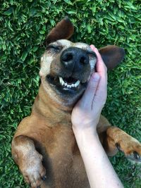 Close-up of hand holding dog