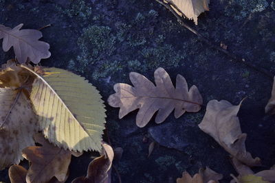 High angle view of maple leaf in water