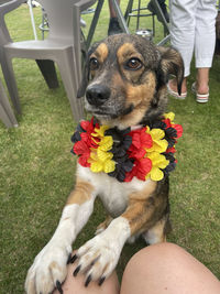 Low section of woman with dog by flowers at home