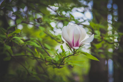 Close-up of flower