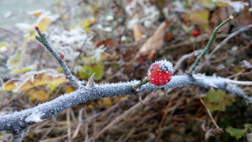 Close-up of frozen pine cone during winter