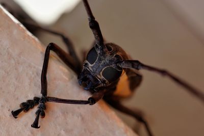 Close-up of insect on the wall corner