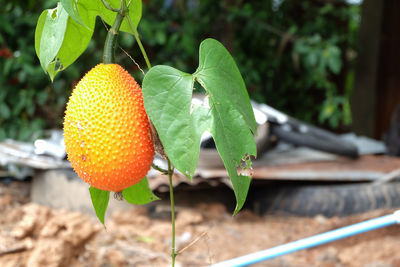 Gac fruit is a thai fruit that has medicinal properties.