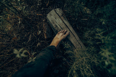 High angle view of person in forest