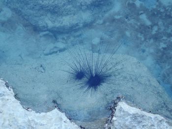 High angle view of jellyfish swimming underwater