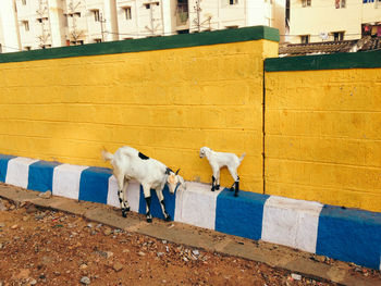 Goats by surrounding wall