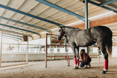 Young woman tying red strap on horse limb in shelter